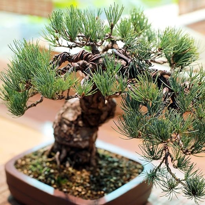 Алюминиевая проволока для форм – обзор и цена Bonsai Garden Design