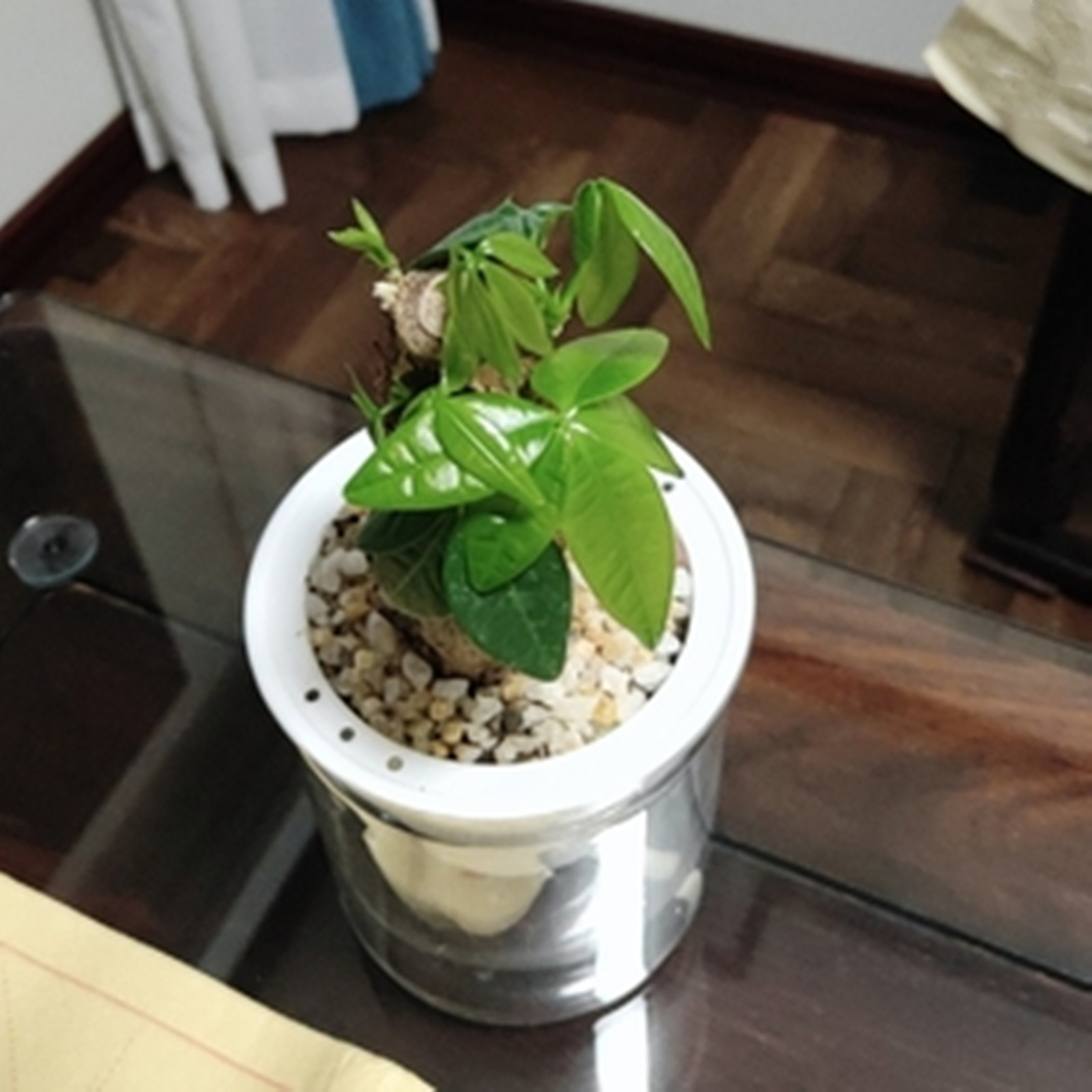 Горшок для растений, комнатный – обзор и цена Japanese Garden Bonsai