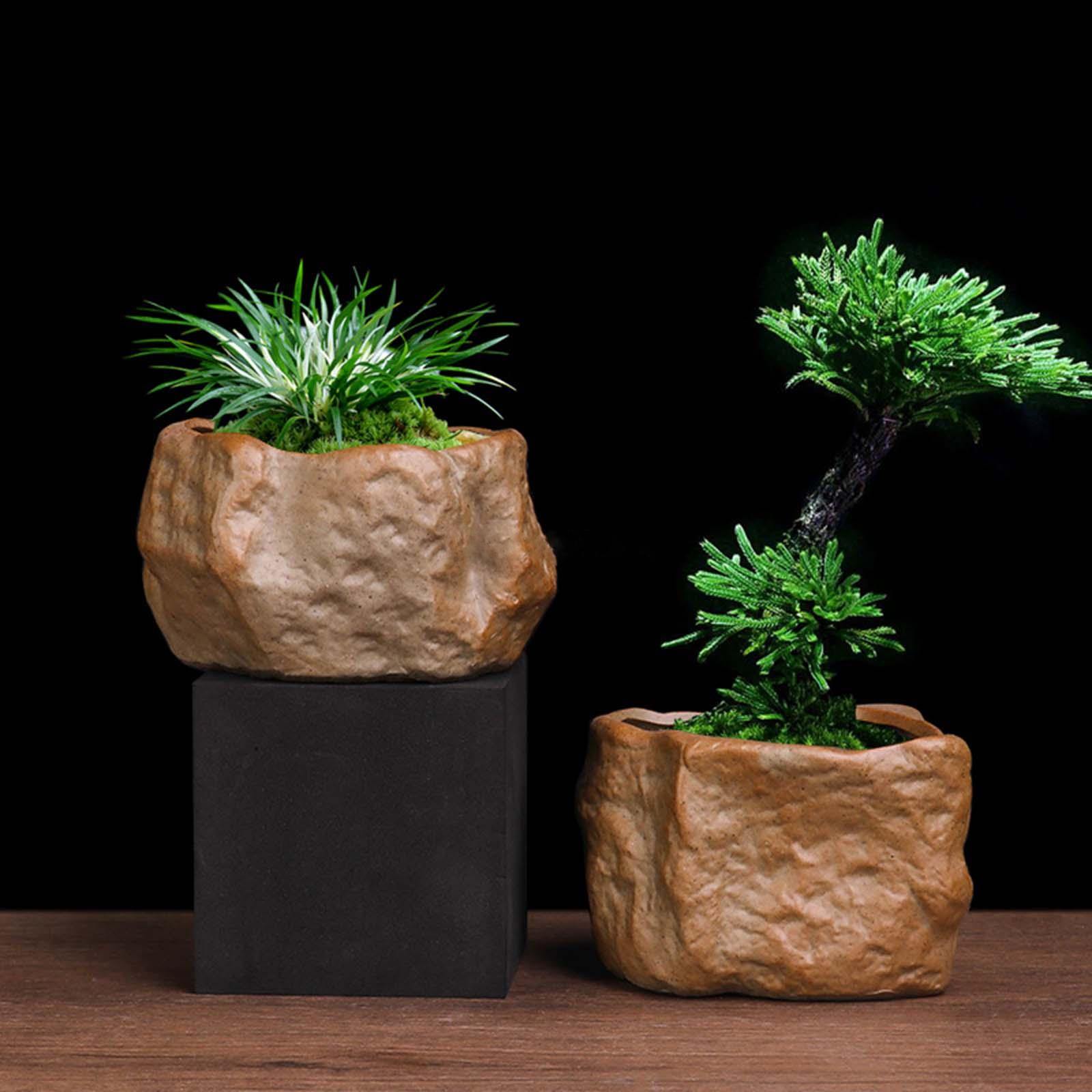 Керамический горшок для суккул – обзор и цена Training Pot Ceramic