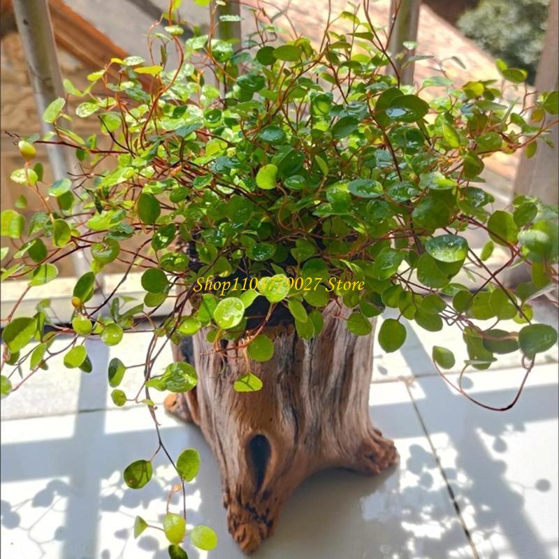C4DF Декоративные бетонные гор – обзор и цена Bonsai Garden Design
